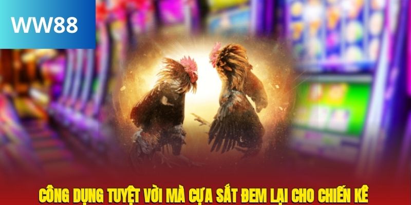 Công dụng tuyệt vời mà cựa sắt đem lại cho chiến kê