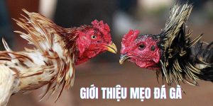 Avt mẹo đá gà tại ww88
