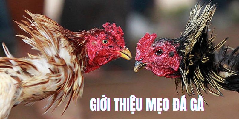 Mẹo đá gà và những điều tổng quan