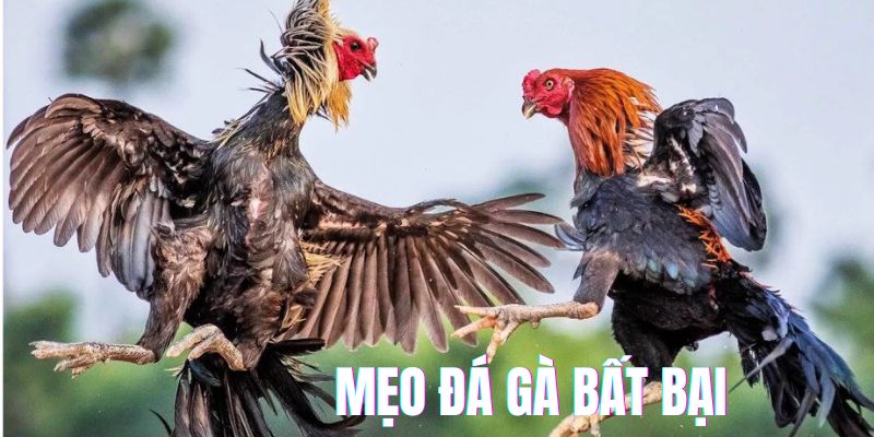 Bật mí mẹo chơi đá gà bất bại từ cao thủ chuyên nghiệp