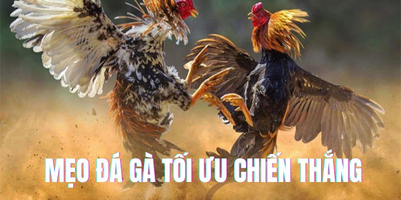 Lưu ý cần nhớ khi đá gà trực tuyến